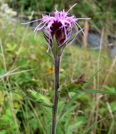 {Liatris squarrosa}